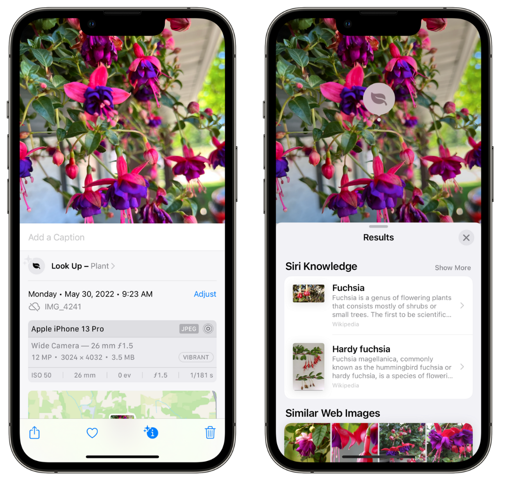 滦平苹果手机维修分享小技巧：使用 iPhone 相机识别花卉植物 